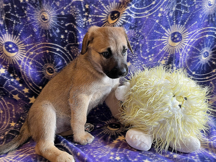 chinook puppy